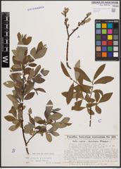 Foto von Salix cinerea L. x Salix viminalis L.